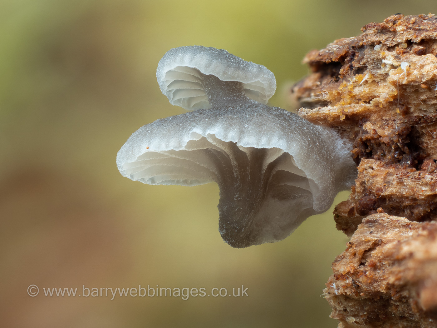 Hemimycena delicatula by Barry Webb